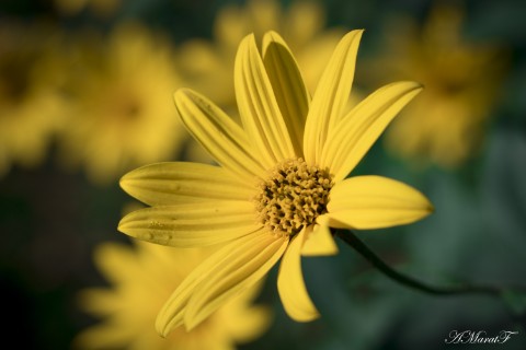 MaratAMF в LOOKY. #цветы,#макро,#macro,#canon,#canon760d. #цветы
#макро
#macro...