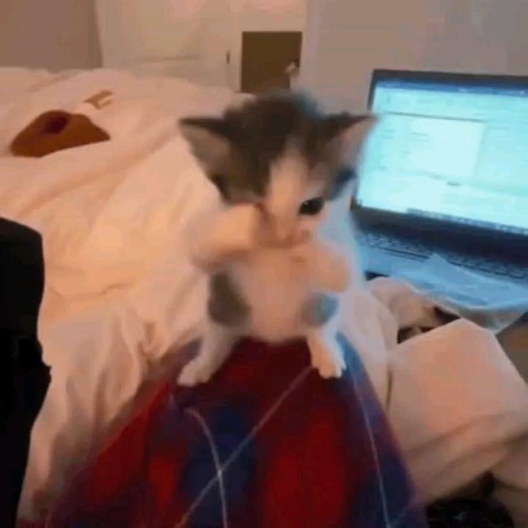 Looky_178757091100823 в LOOKY. . едит с моим чернышом