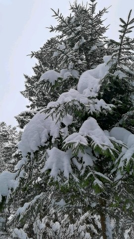 Serafima в LOOKY. #зимнийлес,#зима,#ёлка,#природа,#пейзаж. Зимушка зима 🌲❤️

#...