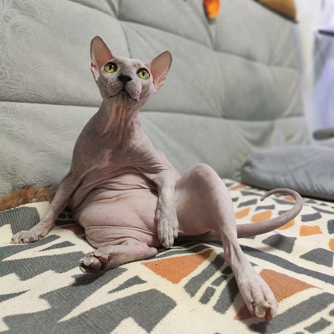 eva_sphynx_cat в LOOKY — фото 2