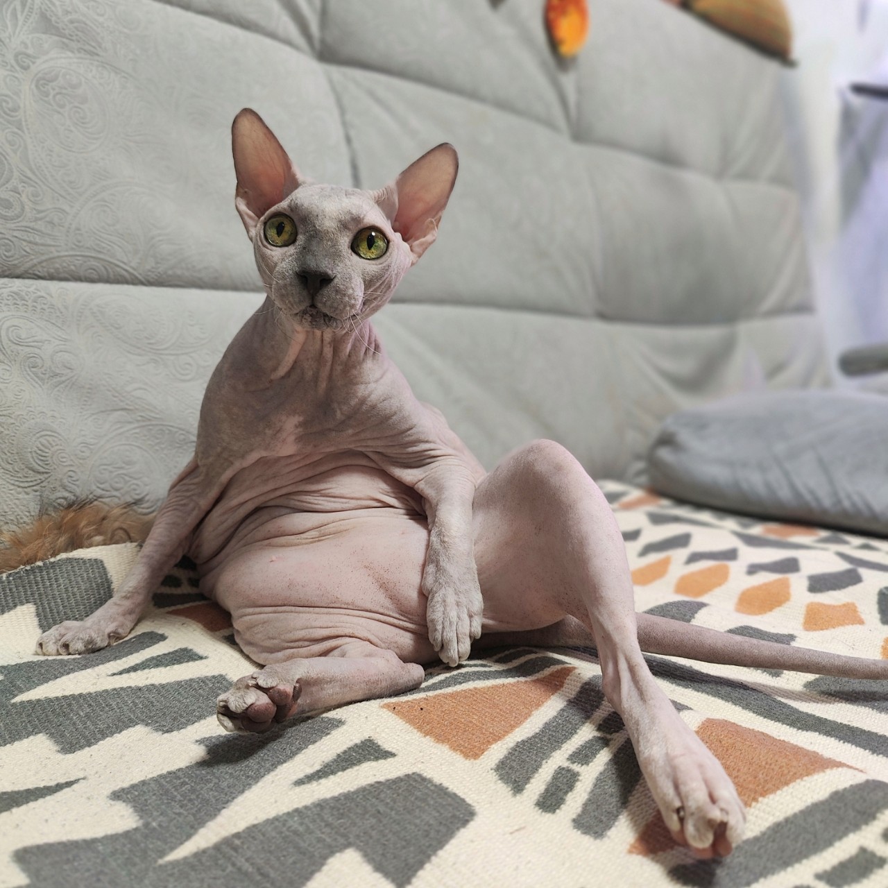 eva_sphynx_cat в LOOKY — фото 3
