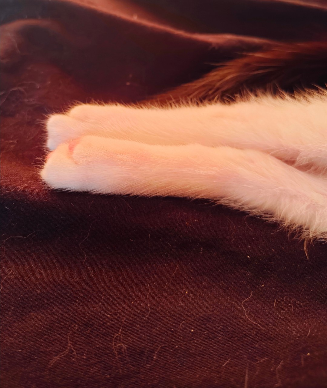 🐾