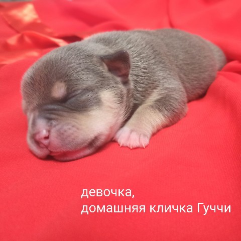 Uralskiy division в LOOKY. #булли#. Доброго всем утра!!!...