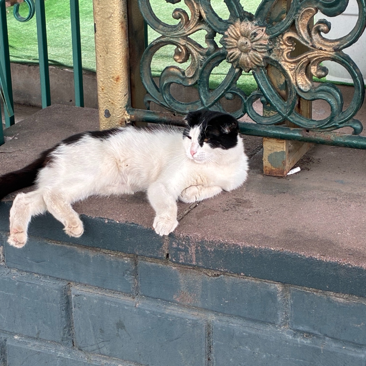 Котя отдыхает