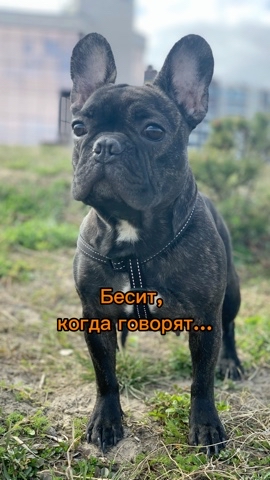 _bulldog__family_ в LOOKY. . Бесит 😡