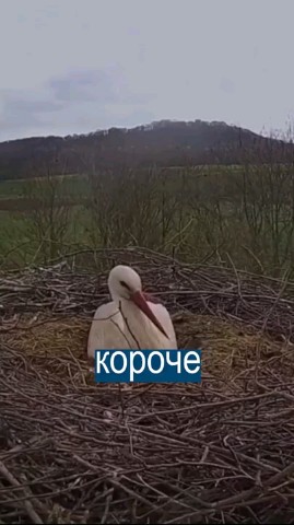 Looky_1682034244197 в LOOKY. . Какая прелесть!