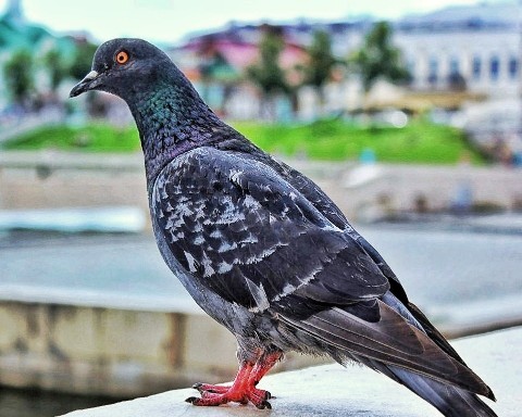 Mar.Vil_foto в LOOKY. . 