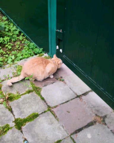 cat__redcat в LOOKY. #котограм,#рыжийкот,#кот,#дача,#котнадаче. Да, тут глаз да глаз...
