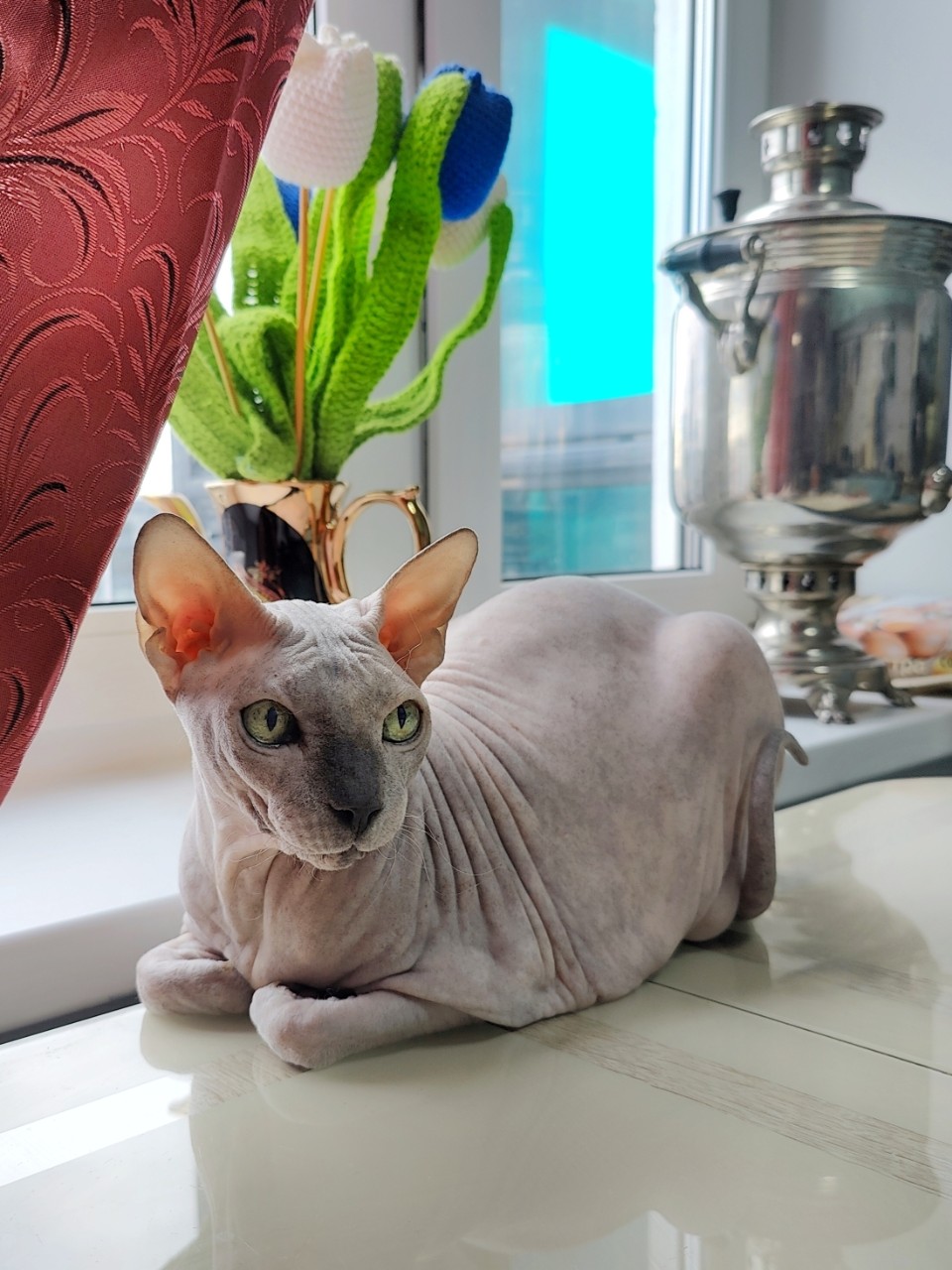 eva_sphynx_cat в LOOKY. #майские,#ева,#сфинкс,#sphynx,#донскойсфинкс,#кот,#кошка,#котики,#котэ,#лысая,#лысаякошка,#фотокотиков,#котомания,#домашниеживотные,#домашниепитомцы,#evasphynxcat,#мыизкотограмаlooky,#looky_official,#looky,#looky_official,#LOOKY_контент,#looky_you,#you. Всем привет! Отличны...