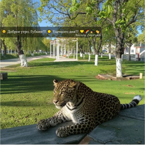 По объявлению в LOOKY. . 🌞 Доброе утро, Губк...