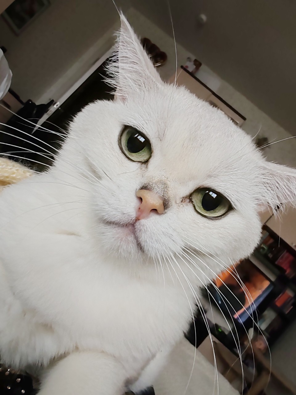 Looky_znakomstva в LOOKY — публикация