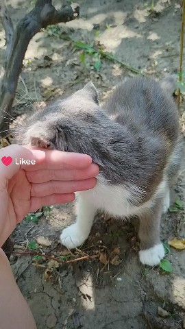 Котики в LOOKY — Кот#мило#домашнийпитомец