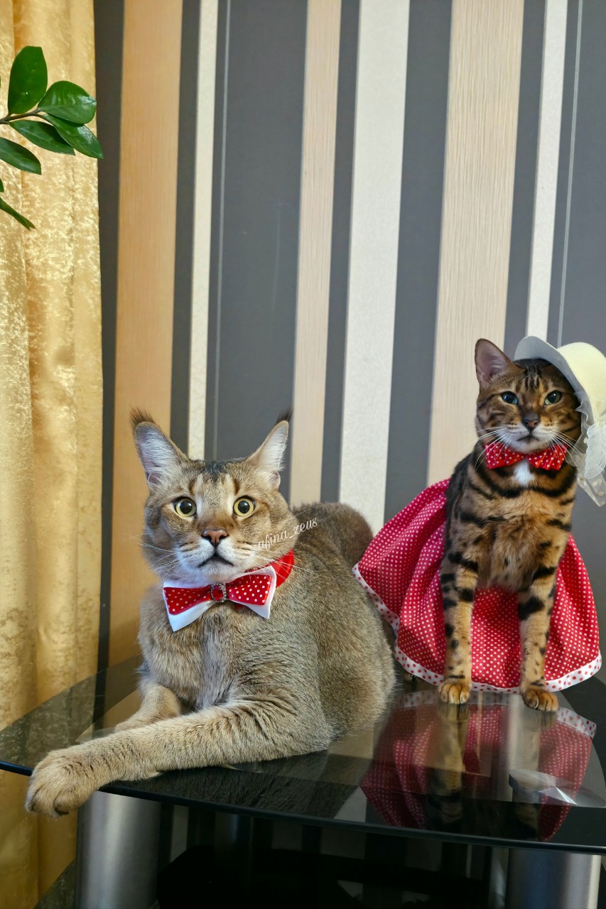 afina_zeus в LOOKY. #коты,#мыизкотограма,#большиекошки,#редкиекошки,#красивыекошки,#гибридныекошки,#фотомомент,#моифото,#фотомодель,#фотокота,#фотодня,#чаузи,#looky_official,#looky_кошки,#looky_контент. Друзья!❤️
Поздравляе...