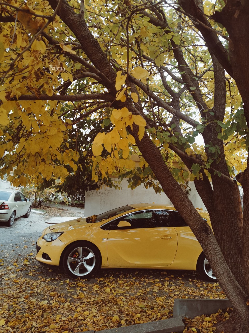 Машинка мимикрирует🤭💛🍂
_______________________
Вот такой осенний камуфляж увидела.😀🤗
А вообще, это была спонтанная прогулка по осеннему городу. Тихими не быстрыми шагами с бумажным стаканчиком кофе в руках. Просто оценить эту мимолётную красоту последних уходящих дней осени. Она была особенно красива в этом году.

Сегодня не хочется много писать. Просто - хорошего вечера! 🍁🍂
_______________________
P.s. В конце карусели милое видео для поднятия настроения 😍_______________________
#Кубань #осень #природа #nature #autumn #лупа #video #видео
