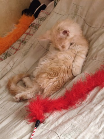 Мия в LOOKY. #kitty,#cat,#Mainecoon. Надо следить за свое...