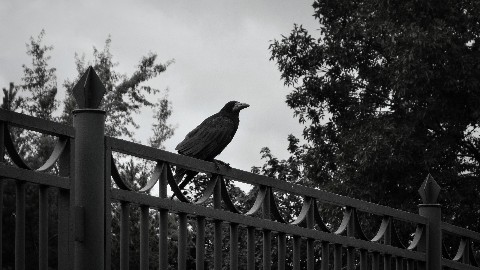 d4rk_r4bbit в LOOKY. #фото,#ворон,#2023,#птицы,#чб,#photo,#bnw,#raven,#bird. "Дождь не может идти...
