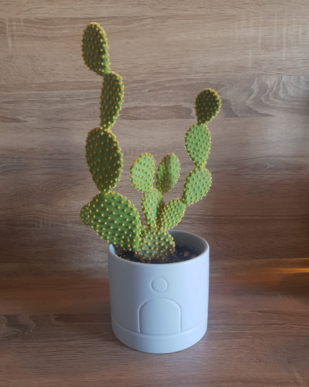 Опунция мелковолосистая 🌵 [#опунция ](опунция) самое нетрогательное растение в доме, у нас с ней любовь на расстоянии.  [#комнатныецветы ](комнатныецветы) [#суккуленты ](суккуленты)  [#кактус ](кактус)[#домашниерастения ](домашниерастения)