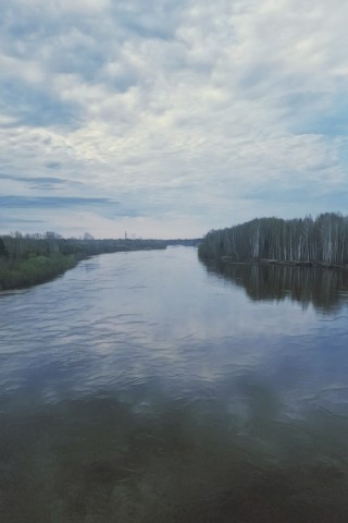 Curious Cat в LOOKY. #12июня,#природа. #12июня #природа