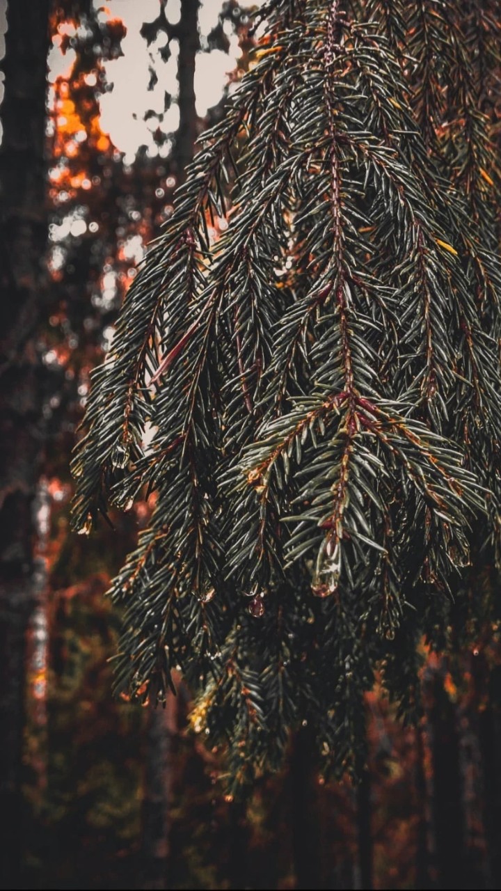 Октябрь - это симфония постоянства и перемен🍃