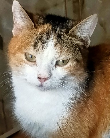_larisa_sun_ в LOOKY. . Котейка