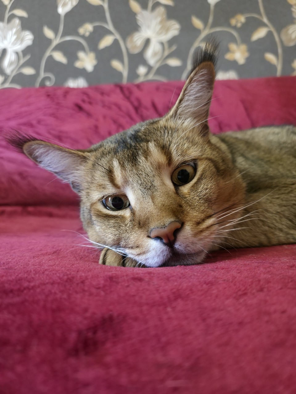 afina_zeus в LOOKY. #кот,#кошка,#коты,##мыизкотограма,#большиекошки,#редкиекошки,#красивыекошки,#гибридныекошки,#фотомомент,#моифото,#фотомодель,#фотокота,#looky_official,#looky,#looky_контент,#looky_кошки. День заканчивался. К...