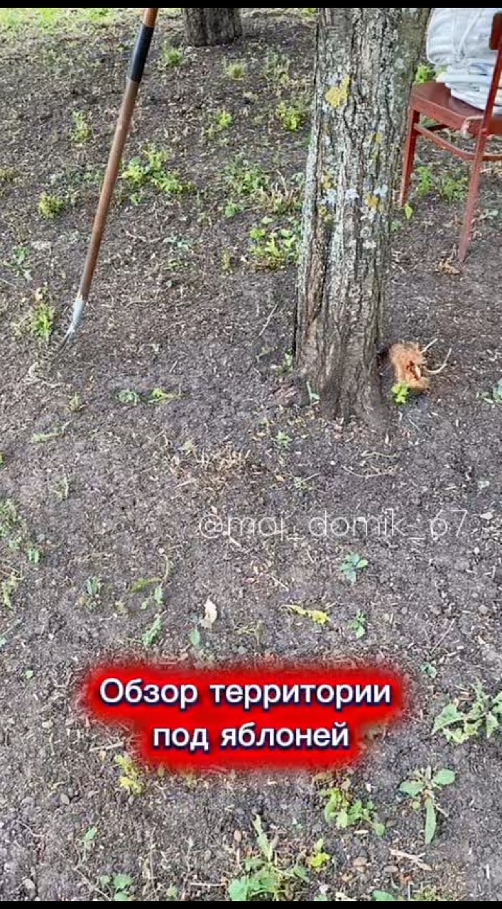 moi_domik_67 в LOOKY — Обзор территории под яблоней. #дом #дача #обзор #яблоня #убо