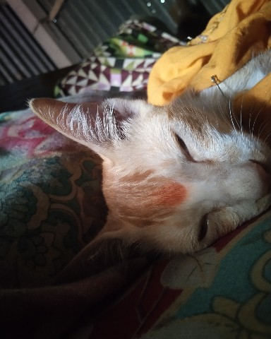SR RAJ в LOOKY. #cat. She is sleeping 💤😴...