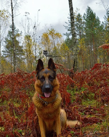 Diamond в LOOKY. #немецкаяовчарка,#немецкая_овчарка,#овчарка,#germanshepherd,#german_shepherd,#german_shepherd_dog,#gsd,#gsdRammstein,#RichBlackTan. Моська чернявая 🖤

...