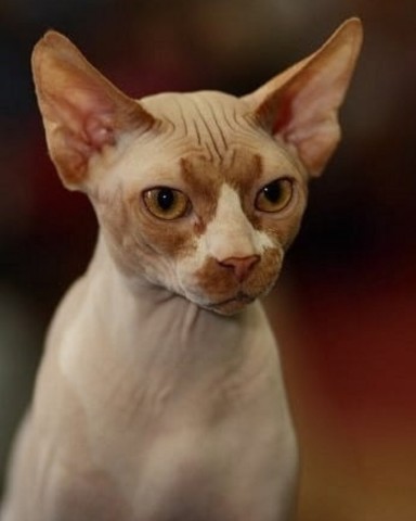 Павел_89К51 в LOOKY. #хвостатый_друг. Мой сфинкс Гриша.
#х...