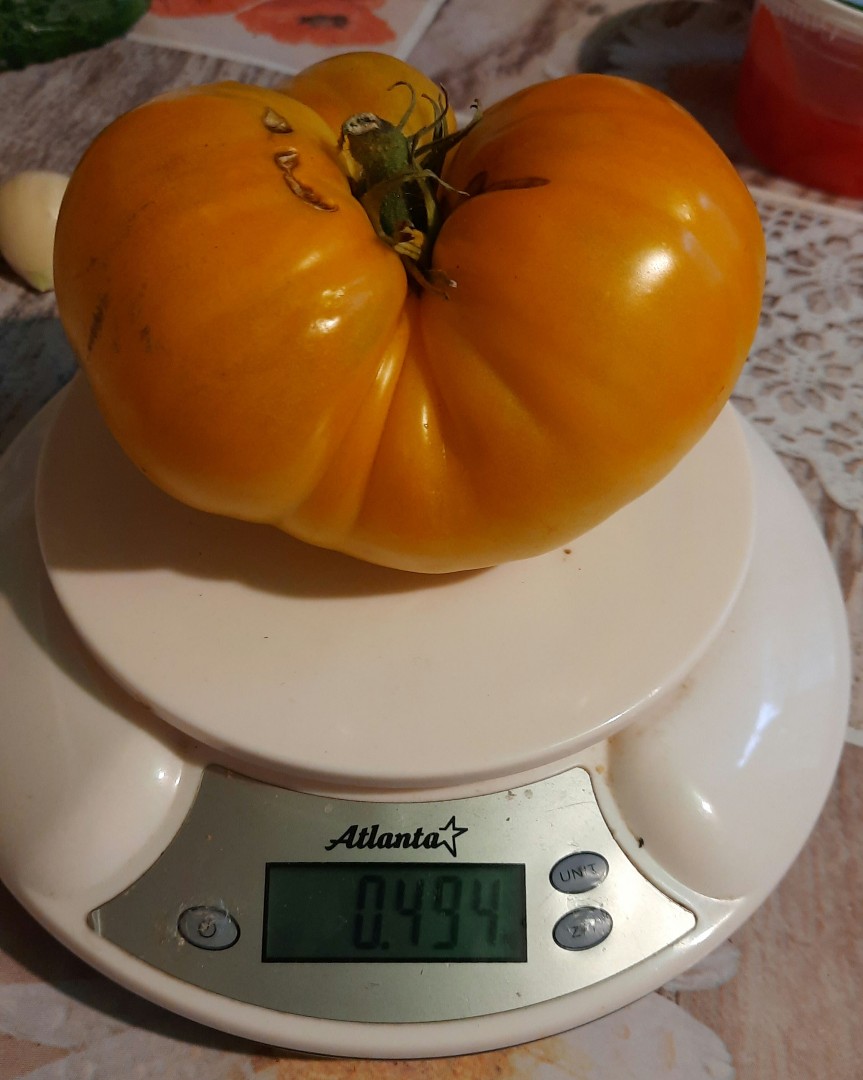 lookynn в LOOKY — Помидорчик 494 грамма. Конечно, не очень большой, но на сала
