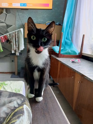 Looky_176729826147502 в LOOKY. #кошки,#котики,#жиза. КотоИстина от Стеши:...