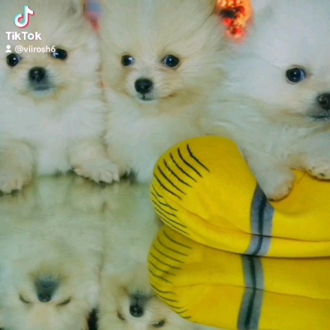 Looky_1681189684060 в LOOKY. #шпиц,#шпицкупить,#шпица,#купитьщенкашпица,#померанскийшпиц,#продажащенков,#продажащенковшпица. Шпицики
#шпиц
#шпицк...