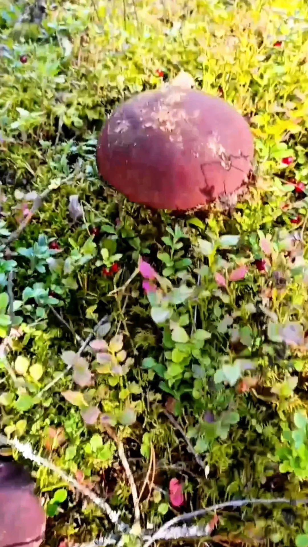 viktor_priroda в LOOKY — 🍄‍🟫🍄‍🟫🍄‍🟫
Хорошего дня и отличного настроения! Привет,