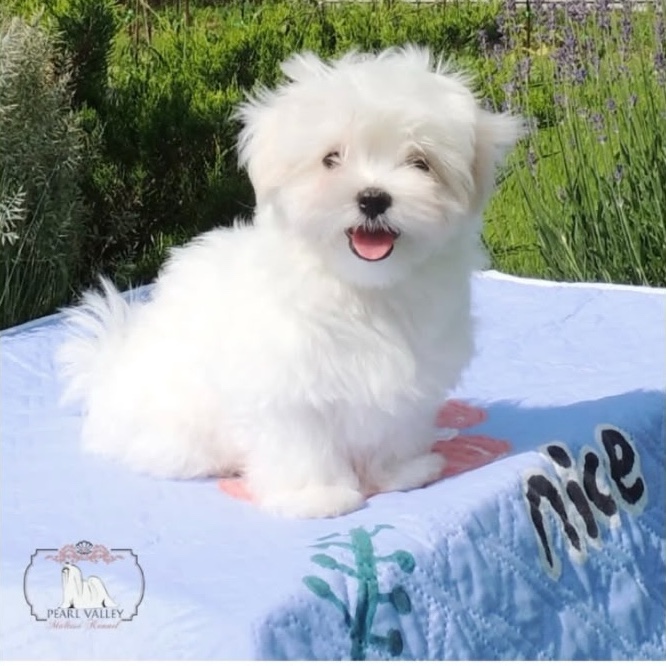 pearl_valley_maltese в LOOKY — Доступен. Можно интересоваться
