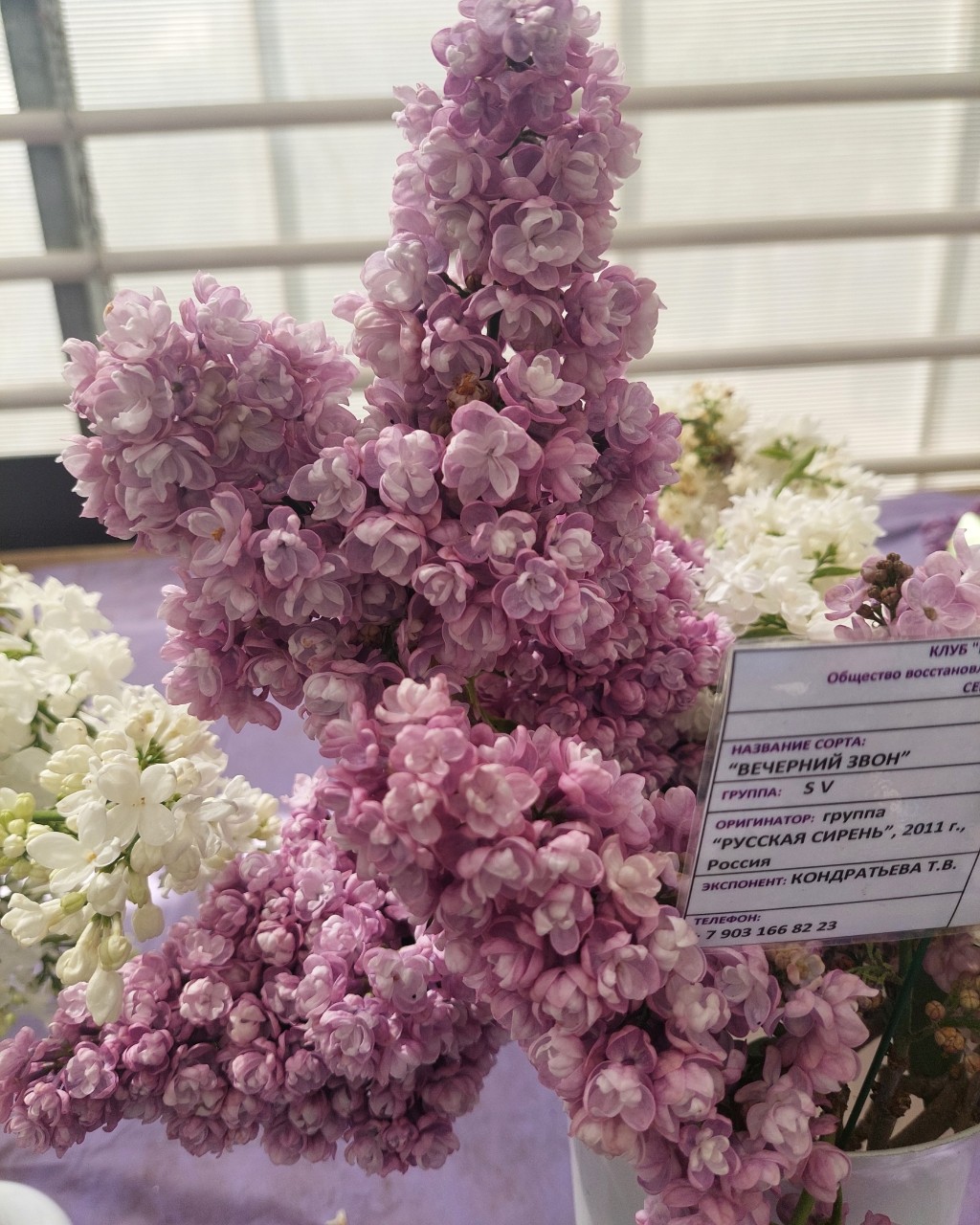 korolevamarina335 в LOOKY — фото 4