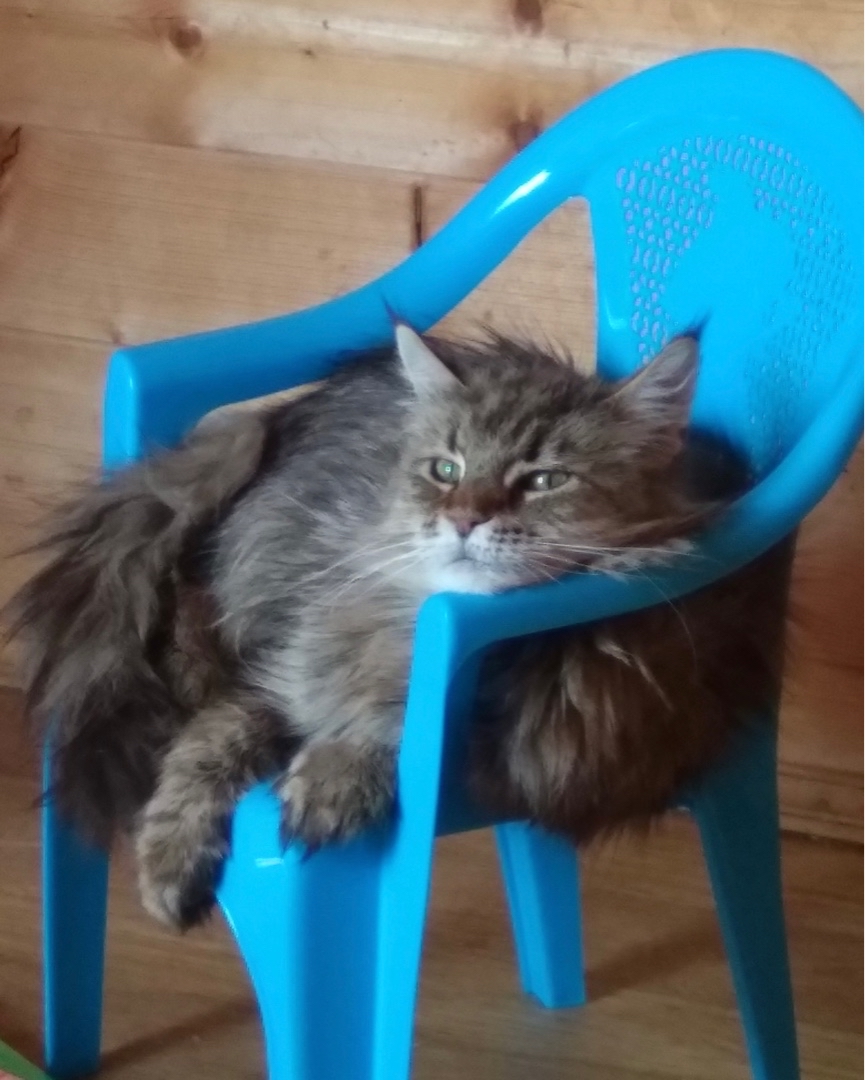 Альянс Ступино in LOOKY