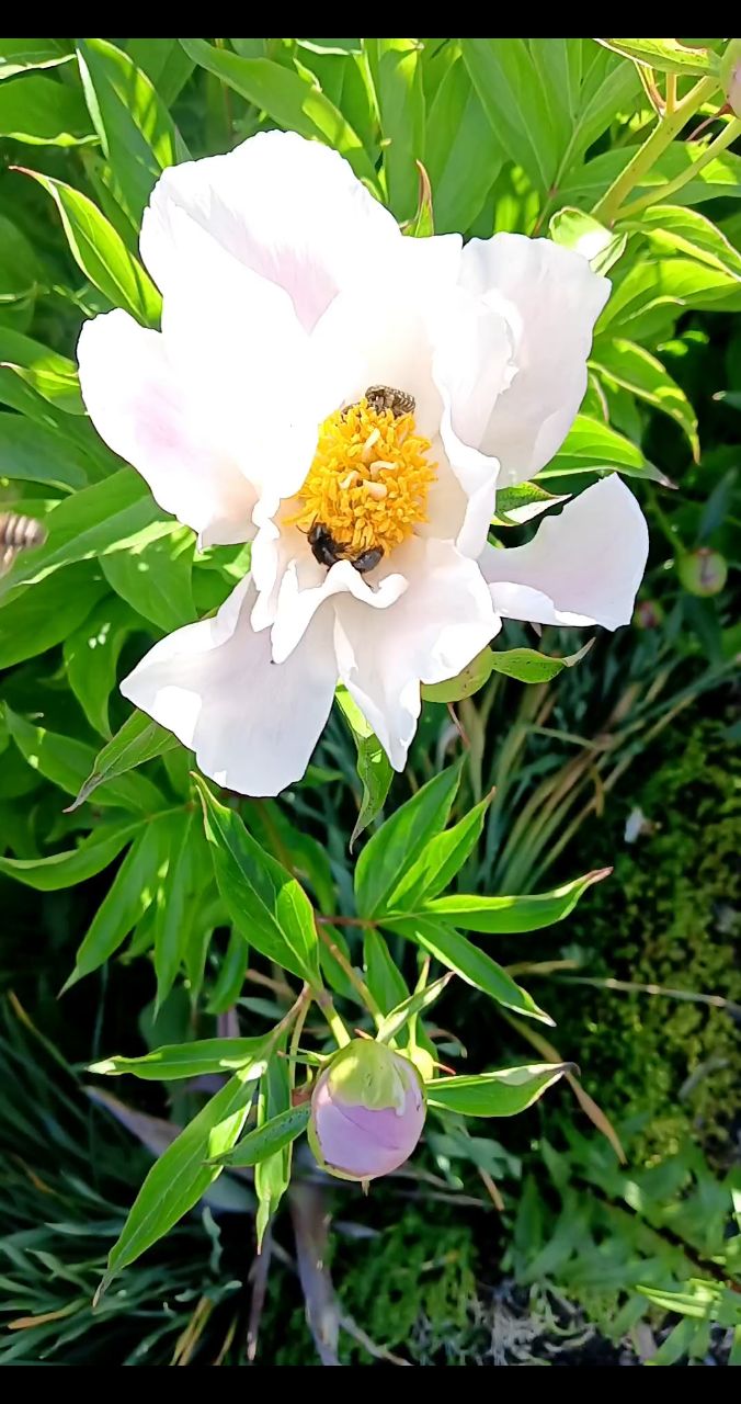 Ирина Васильевна в LOOKY. . Воспоминания о весне...