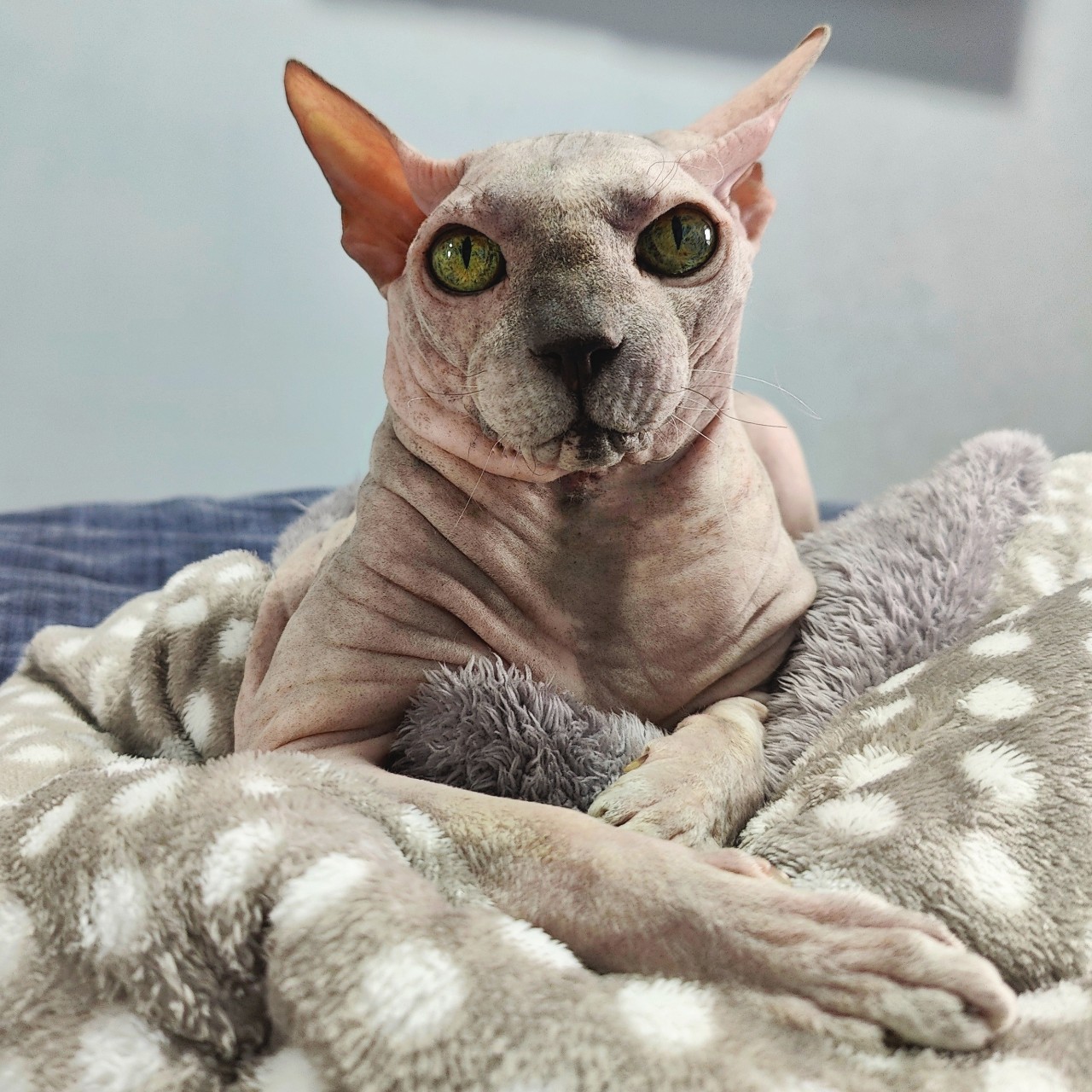eva_sphynx_cat в LOOKY — фото 2
