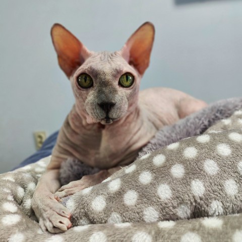 eva_sphynx_cat в LOOKY. #ева,#сфинкс,#sphynx,#донскойсфинкс,#кошка,#котики,#котэ,#лысая,#evasphynxcat,#мыизкотограмаlooky,#looky_official,#looky,#LOOKY_контент,#looky_you,#you. Привет, привет, прив...