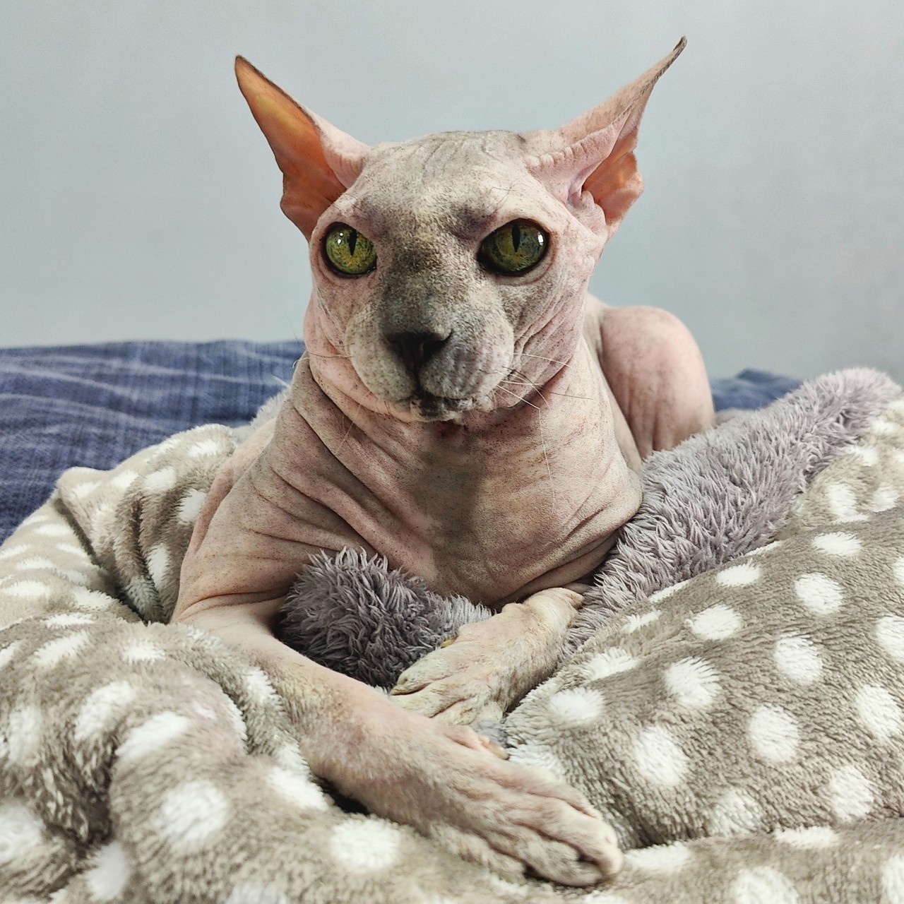eva_sphynx_cat в LOOKY — фото 3