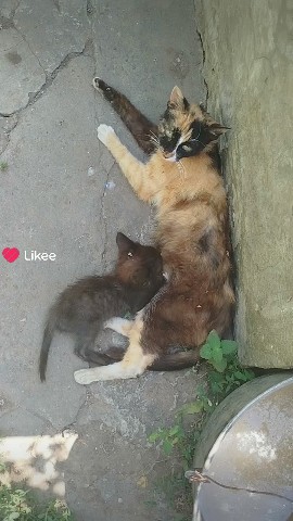 rosca211113 в LOOKY — Котики#мило#домашнийпитомец