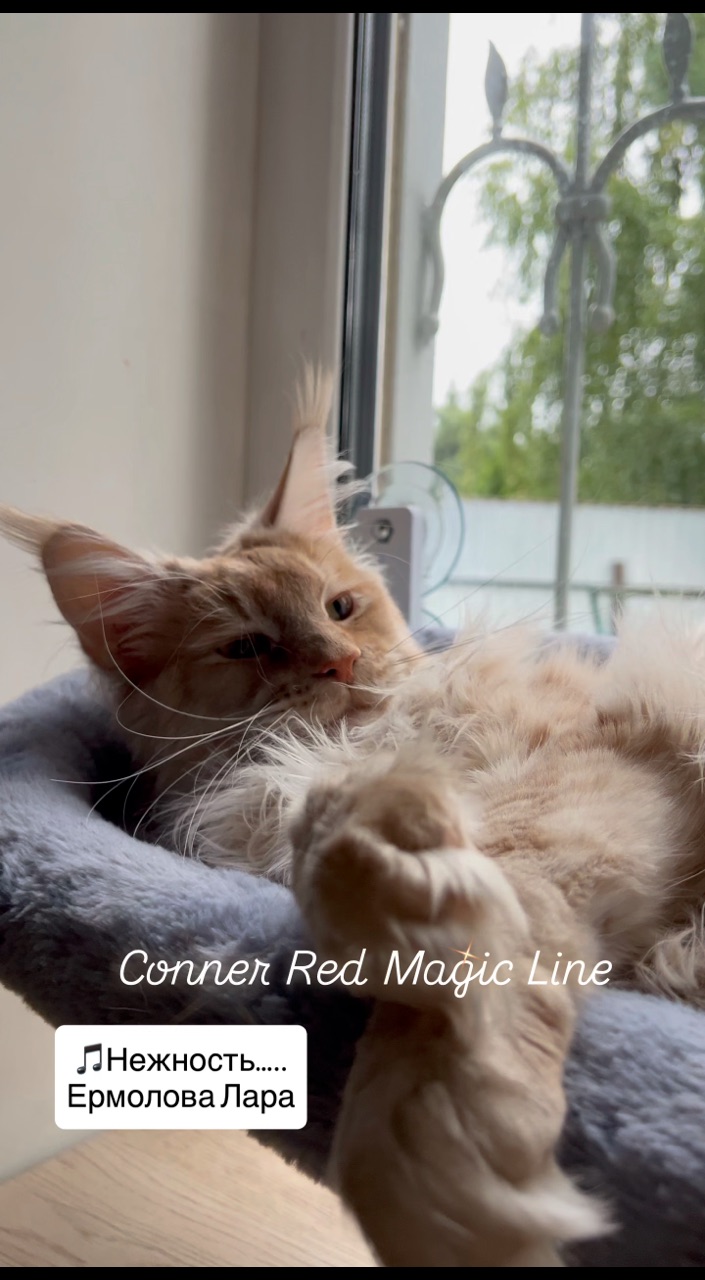 elena.vishneva в LOOKY. #redmagicline,#mainecoonkitty,#mainecoonlover,#silvermainecoonkitten,#мейнкункотята. Кто мечтает о добром...