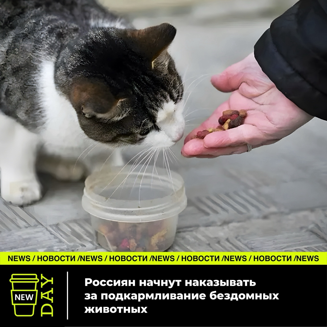 NewDay в LOOKY — Астраханская область, где недавно разрешили усыпления бездом