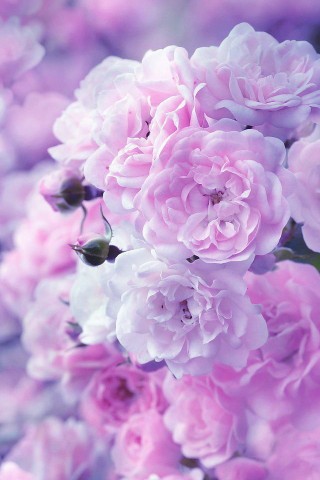 Solhze1234 в LOOKY. . Цветочки ☺😊😇