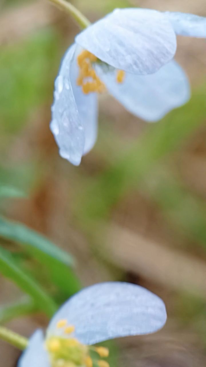 Ольга Юминова в LOOKY. . [#весенняянежность ]...
