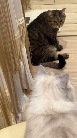 taik19.12.19 в LOOKY. . С Новым годом 🎉😻🎉
