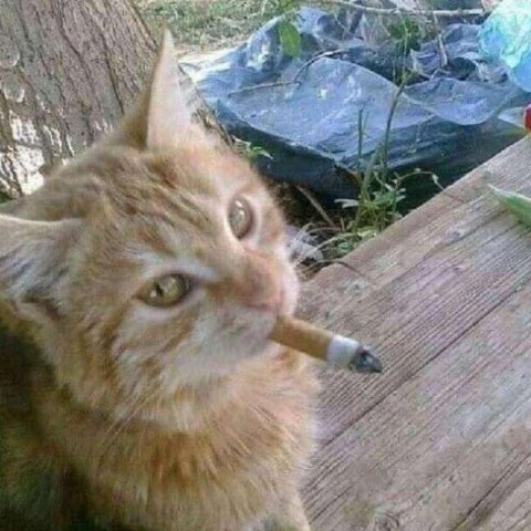Костя Пакистан в LOOKY. . Животные берут приме...