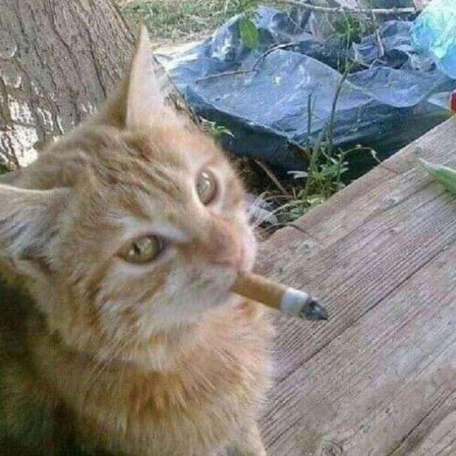 Костя Пакистан in LOOKY. . Животные берут приме...