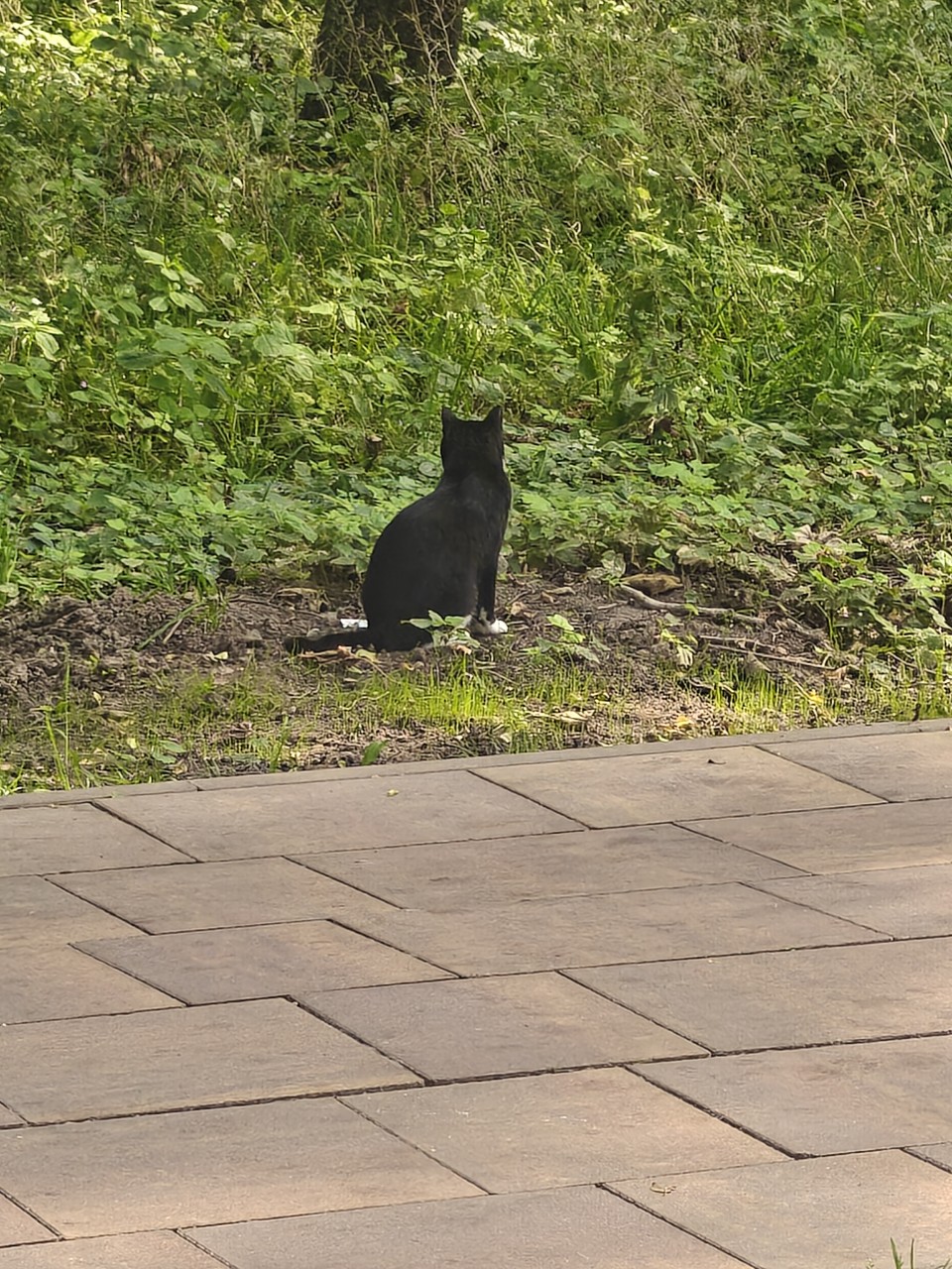 meow_ в LOOKY — Котик💕