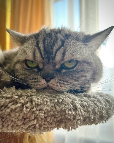 british_mars_cat в LOOKY. . 